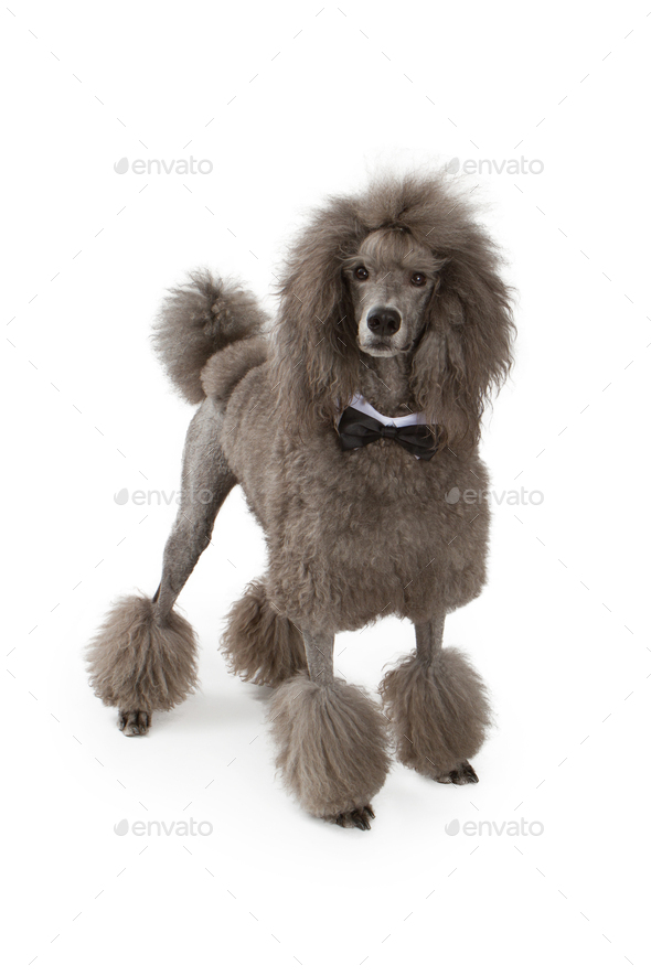 Standard Poodle Dog With Bow Tie Stock Photo by GoodFocused PhotoDune